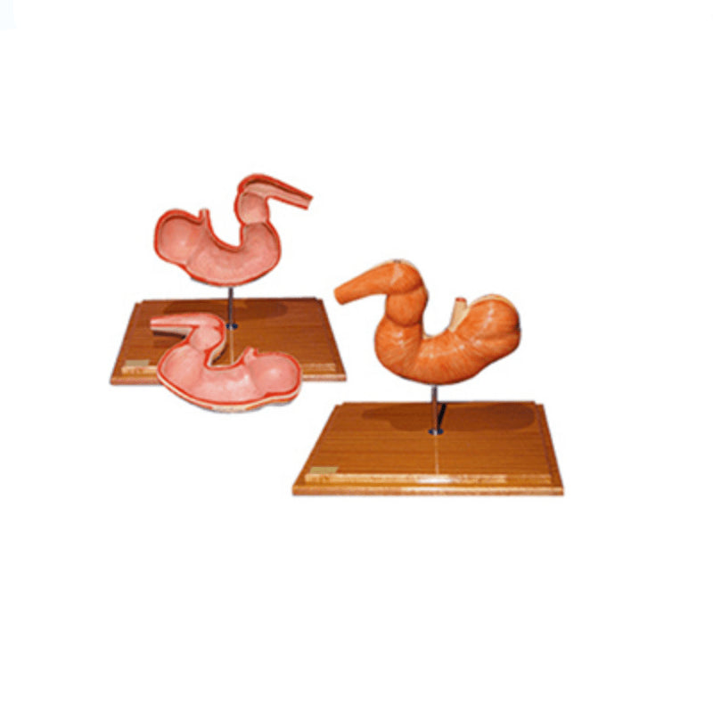 The Dissection Model of Horse Stomach(2parts) - Pet medical equipment