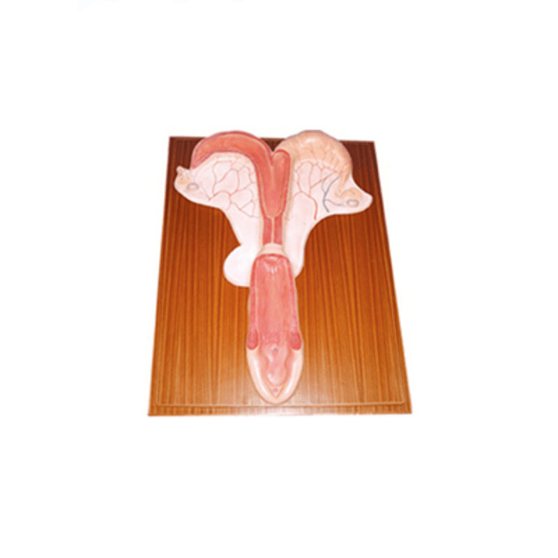 The Dissection Model of Horse Uterus - Pet medical equipment