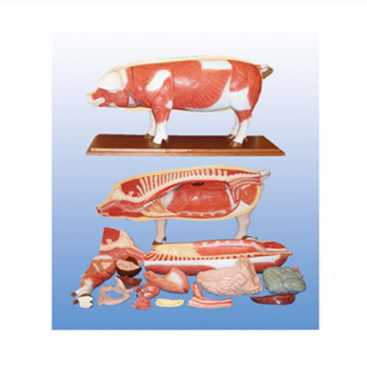 The Dissection Model of Pig (18parts) - Pet medical equipment