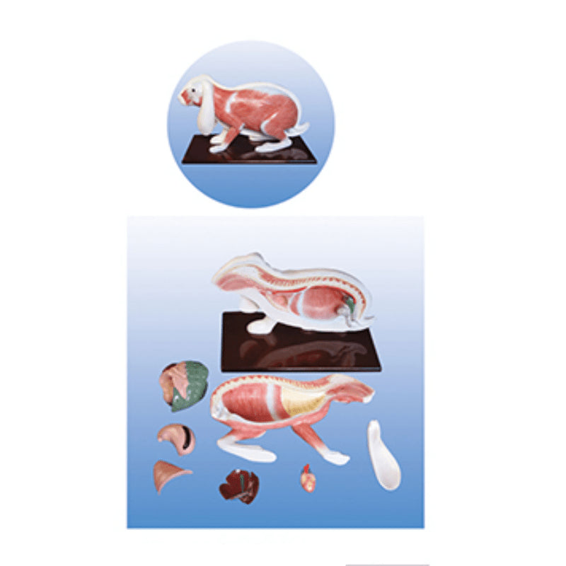 The Dissection Model of Rabbit(8parts) - Pet medical equipment