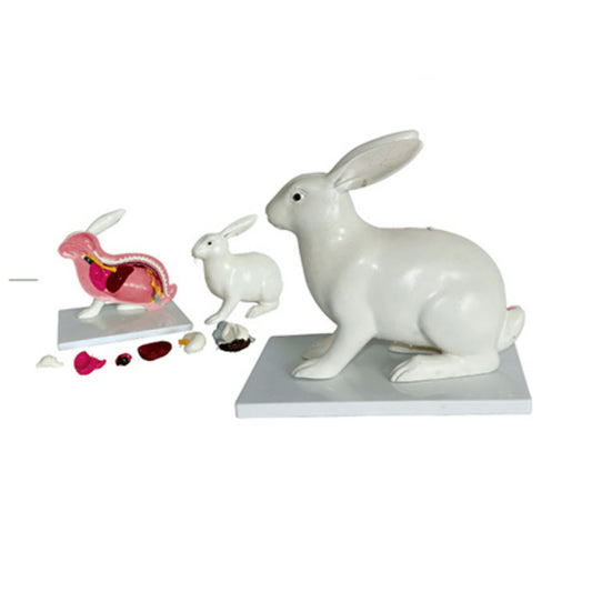 The Dissection Model of Rabit - Pet medical equipment