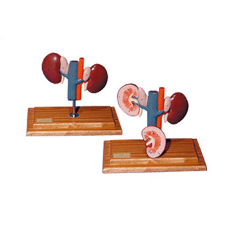 The Dissection Model of Sheep Kidney(2parts) - Pet medical equipment