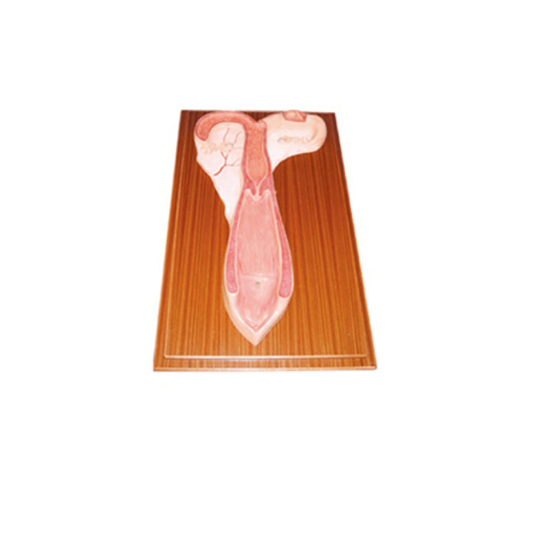 The Dissection Model of Sheep Uterus(2parts) - Pet medical equipment