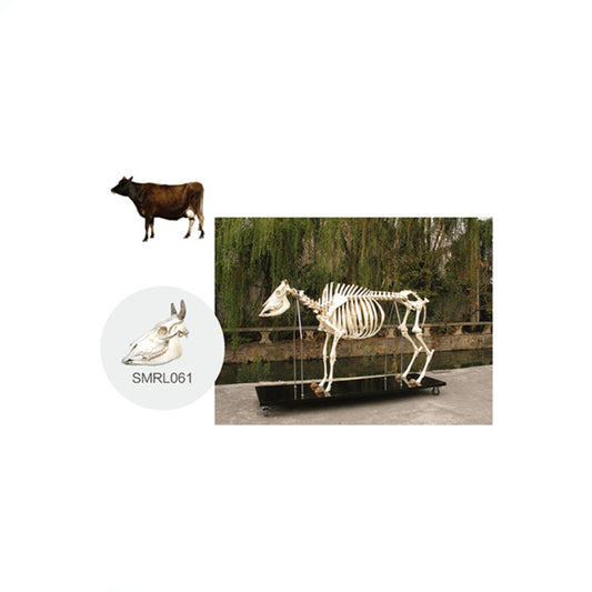 The Model of Cattle Skeleton(Skull) - Pet medical equipment