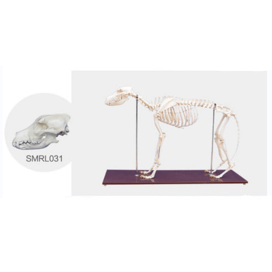 The Model of Dog Skeleton(Skull) - Pet medical equipment