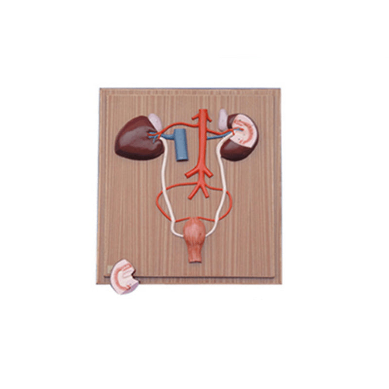 The Model of Horse Kidney and Urinary System 2 Parts - Pet medical equipment