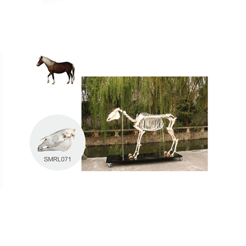 The Model of Horse Skeleton(Skull) - Pet medical equipment