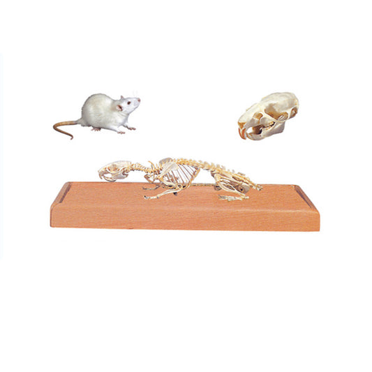 The Model of Mouse Skeleton(Skull) - Pet medical equipment