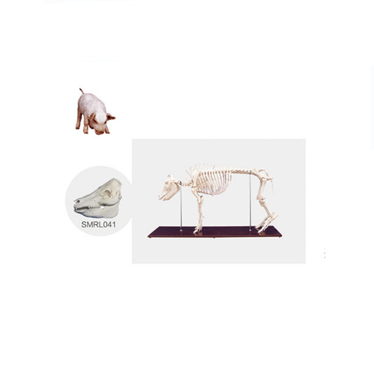 The Model of Pig Skeleton(Skull) - Pet medical equipment