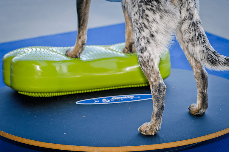 Wobble Board 20" & 36" - Pet medical equipment