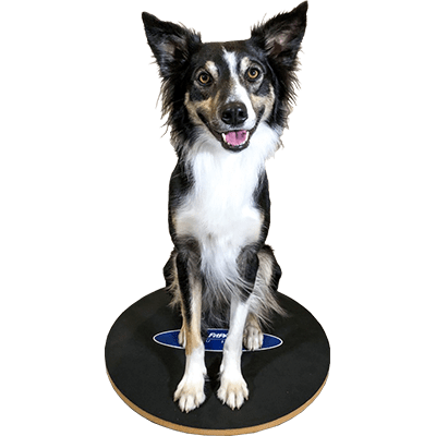 Wobble Board 20" & 36" - Pet medical equipment